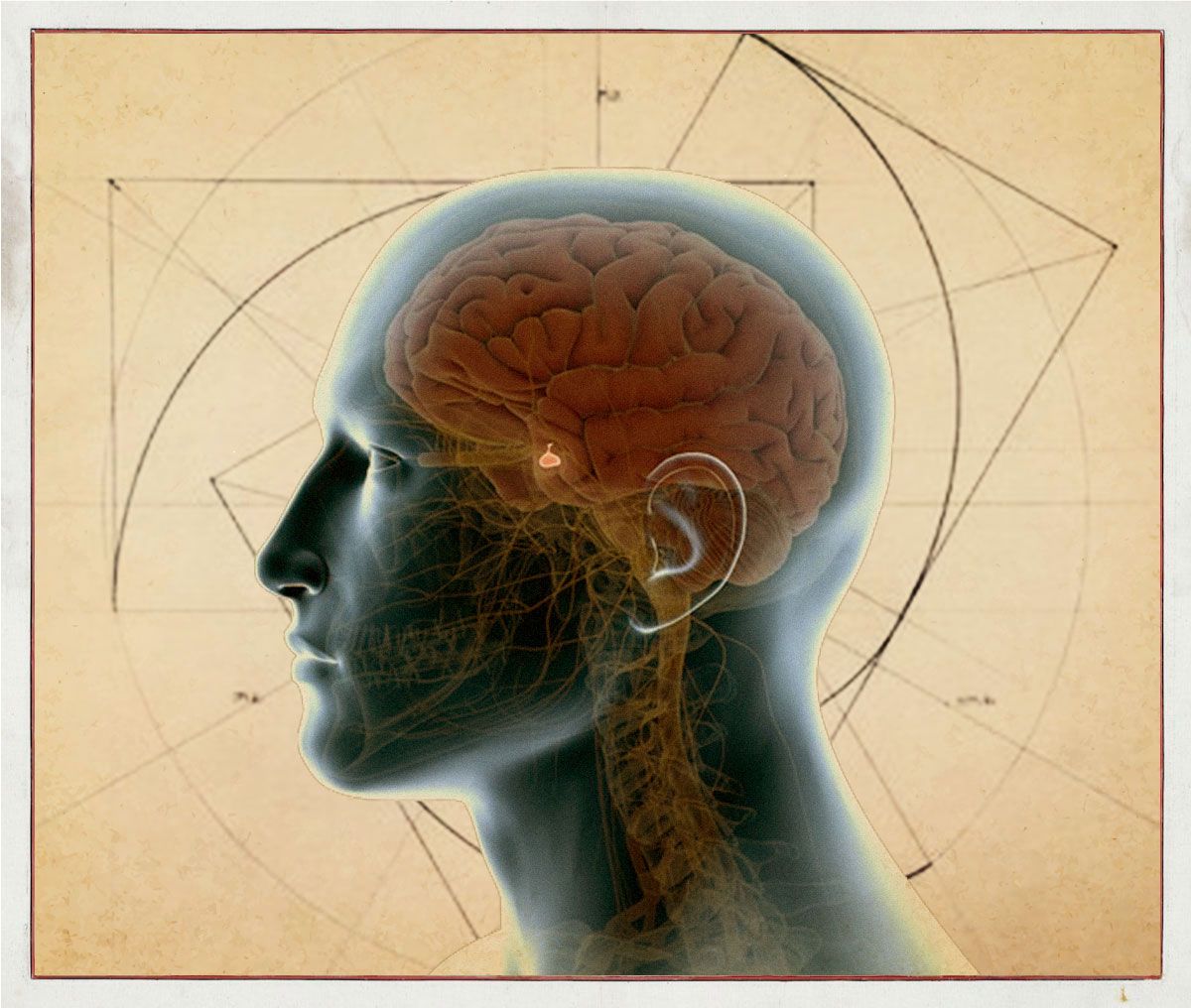 Pineal Gland - Your Third Eye?