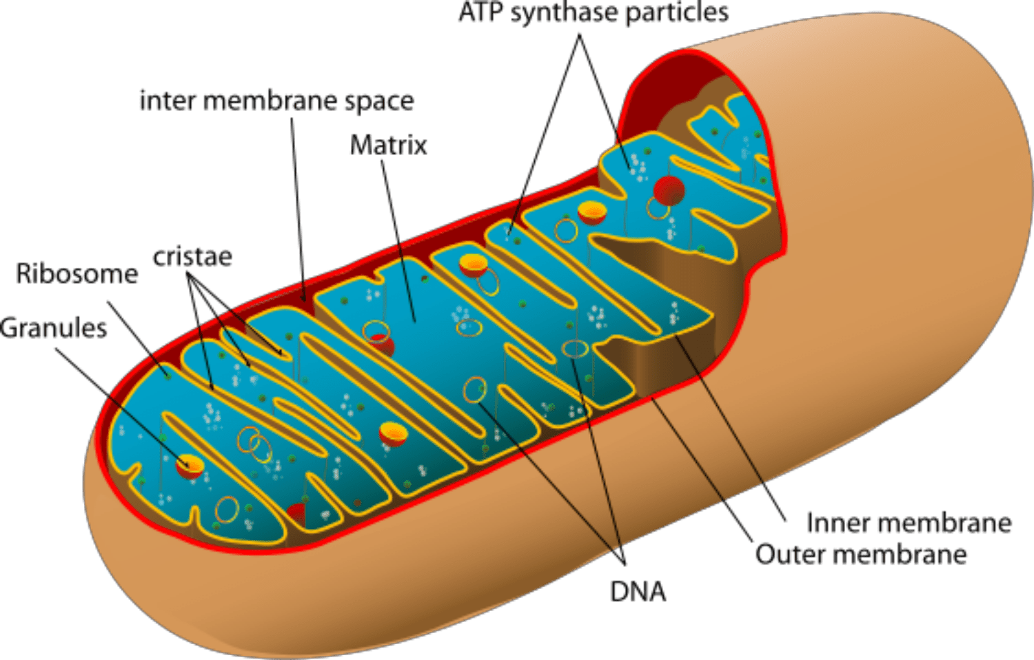 Mitochondria - Divine Intervention?