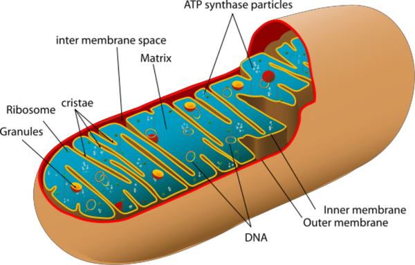 Mitochondria - Divine Intervention?