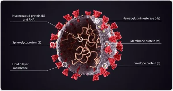 Spike Protein & Cancer